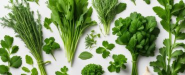 Herbes pour la détoxification